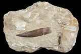 Fossil Plesiosaur (Zarafasaura) Tooth In Sandstone - Morocco #70312-1